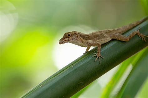 When Two Lizards Meet for the First Time, Scientists Witness Evolution ...