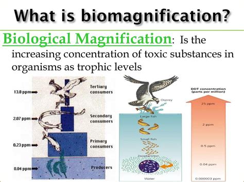 Biomagnification 的图像结果