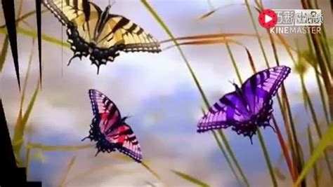 斷了翅膀的蝴蝶-karaoke 字幕 - YouTube