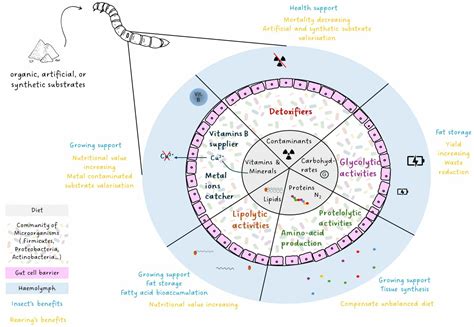Microorganism Contribution to Mass-Reared Edible Insects: Opportunities ...