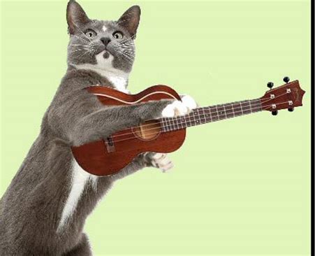 Image result for Fingerpicking Lessons for Beginners