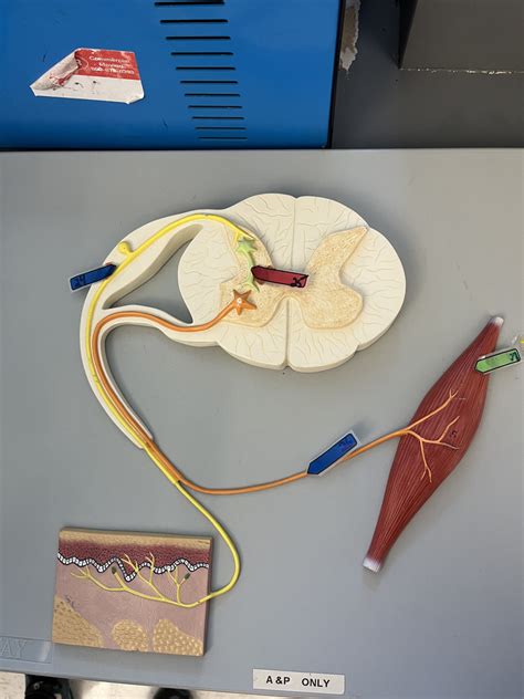 Image result for Reflex Arc Example