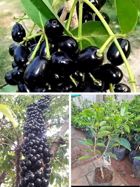 Hybrid Air Layering Desi Kalkata Pati Lemon Plant And Hybrid Air ...