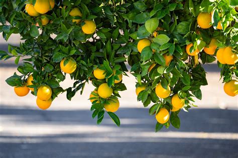 Image result for Lemon Tree New Version