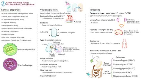 E Coli Infection Causes