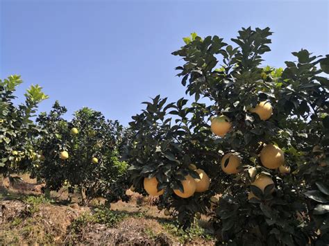 一棵母柚诞生一个产业！上饶市广丰区大南镇，中国马家柚发源地，见证从科学发现到产业崛起的传奇30年