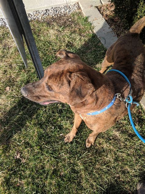 MARION AREA HUMANE SOCIETY - Marion OH - Hours, Directions, Reviews ...