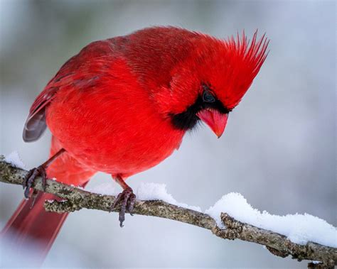 Why Cardinals Rule - Scenic Hudson