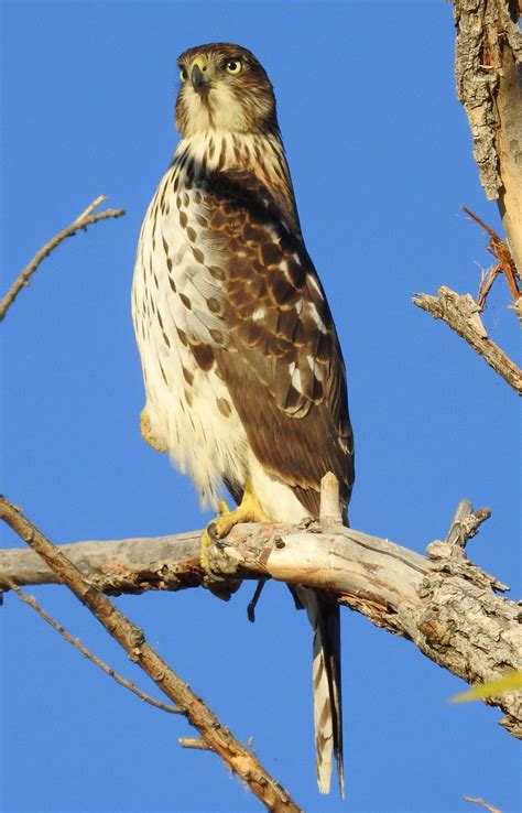 Cooper's Hawk (juv) | Cooper's hawk, Bird photo, Birds of prey
