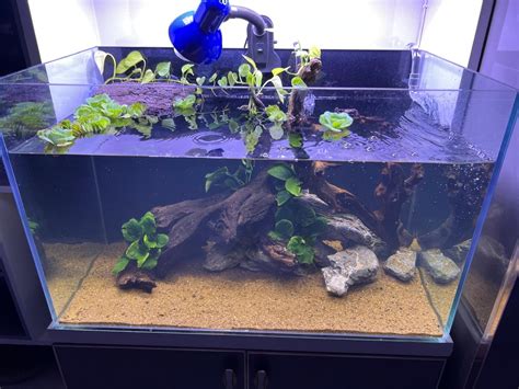 Image result for Turtle Habitat Setup