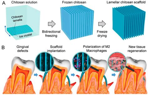 Chitosan Hydrogel as Tissue Engineering Scaffolds for Vascular ...