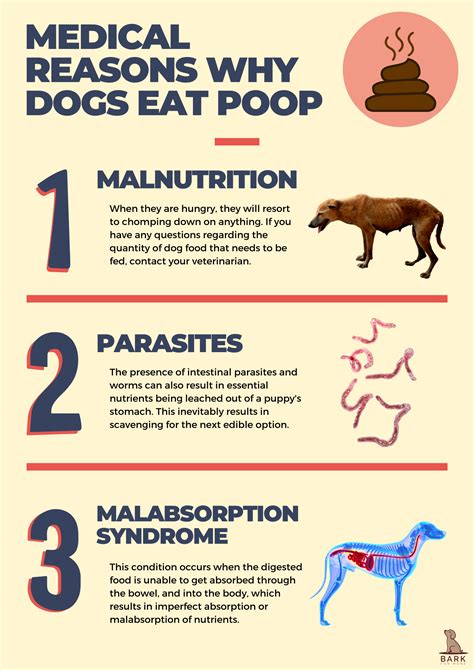 Why Does My Dog Eat Poop Lets Talk