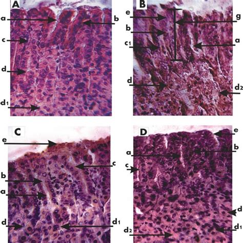 Image result for Mouse Intraperitoneal Space