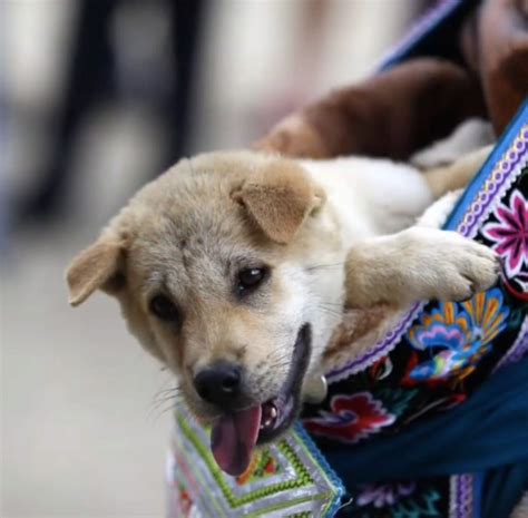 在中国竟有神秘又古老的关于狗狗的节日_狗节