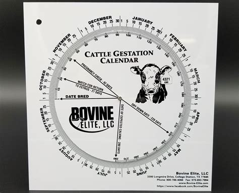 Gestation Chart For Cattle