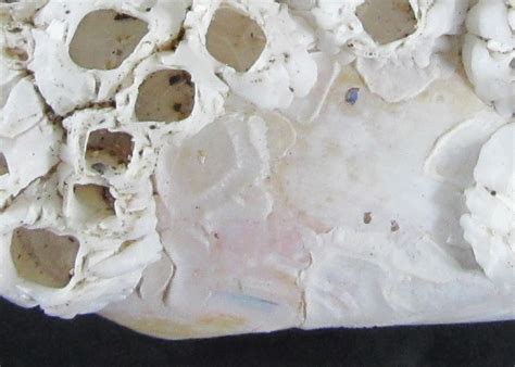 Image result for Empty Barnacle Shell