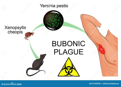 Bubonic Plague Eddy