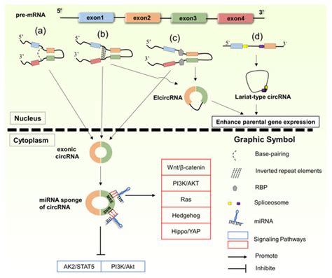 The Dual Role of Circular RNAs as miRNA Sponges in Breast Cancer and ...