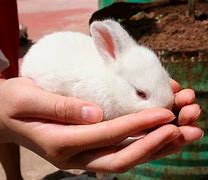 Image result for Found Baby Rabbit