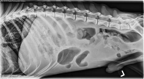 What Will Not Show On Dog Xray