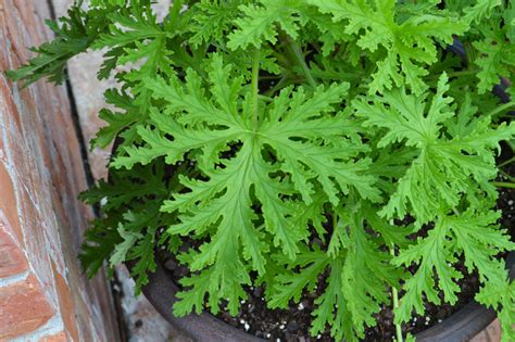 Citronella Plants: Growing and Caring for Citronella | Almanac.com