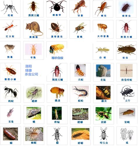 2019版《中国生物物种名录》正式发布！_文字新闻_中国野生动物保护协会