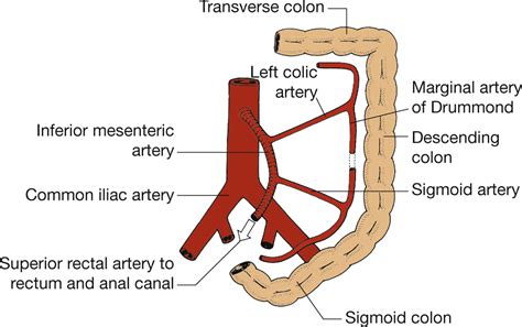 The Abdomen | Radiology Key