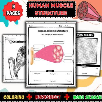 Image result for Muscle Word Search Printable