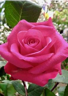 Beautiful Pink Image by Beautiful Pink With Images Beautiful Roses Beautiful Pink Image