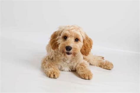 Image result for Cost for Cockapoo