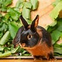 Image result for Tan Rabbit