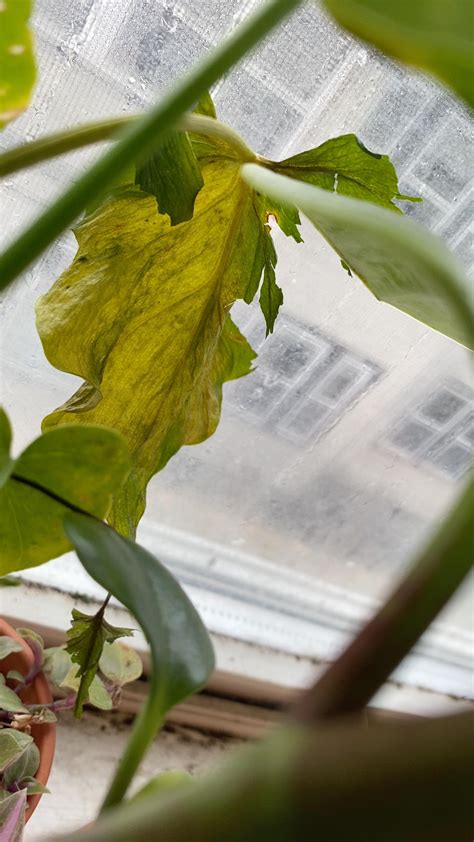 Neem Oil for thrips? My new Syngonium had thrips and now I have it in ...