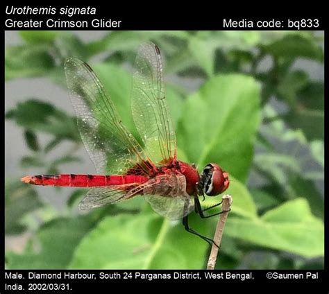Urothemis signata | Odonata