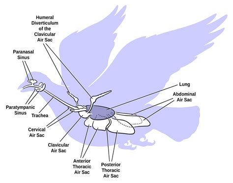 Unraveling the Mystery: How Birds Breathe Efficiently