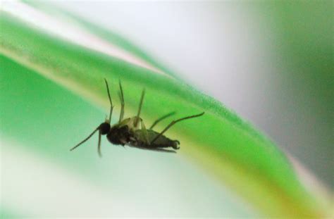 Do Pitcher Plants Eat Fungus Gnats at Betty Crosby blog