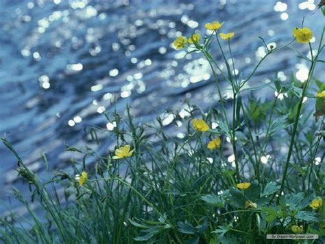 Image result for Springtime Wallpapers for PC