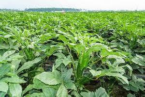 greenfarm Okra Seeds Bhindi , ladyfinger seeds Organic (700 seeds ...