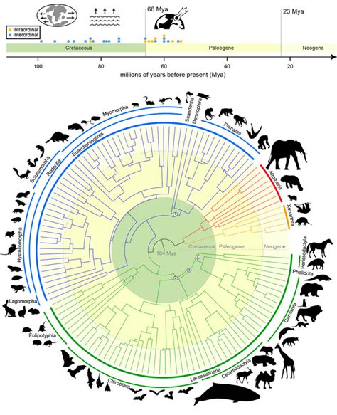 Image result for Animal Evolution Tree