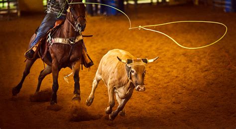 Image result for Team Roping Rodeo