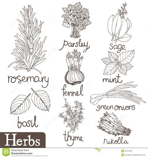 Culinary herbs set | Herbs illustration, Herbs image, Drawings