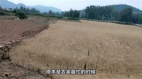 河南79岁老农手捧发芽小麦抹泪，该怎么帮帮这些麦农-三农视频-搜狐视频