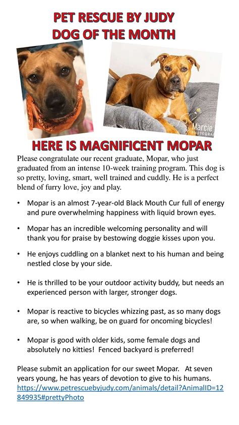 Welcome to Pet Rescue By Judy