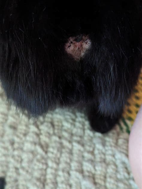 What is this on my cat's anus? : r/cats