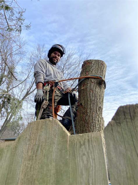 Image result for Tree Top Tree Service