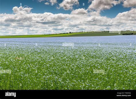Image result for Linseed Field