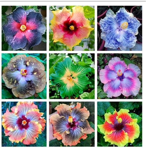 Priyathams Imported Worlds Rare Nine Types Of Beautiful Hibiscus Plant ...