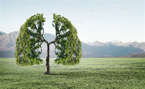 Keep Your Lungs in Tip Top Shape - O2B Healthy NZ