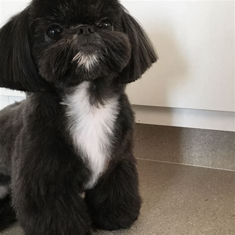 Black shih tzu the ultimate guide to this adorable shih tzu color – Artofit
