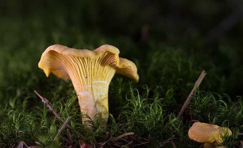 8 Most Expensive Mushrooms on the Market - Rarest.org