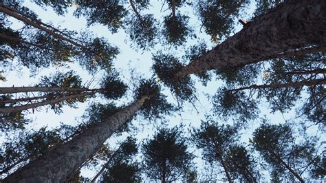 Download wallpaper 3840x2160 trees, bottom view, trunks, branches 4k ...